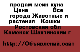 продам мейн куна › Цена ­ 15 000 - Все города Животные и растения » Кошки   . Ростовская обл.,Каменск-Шахтинский г.